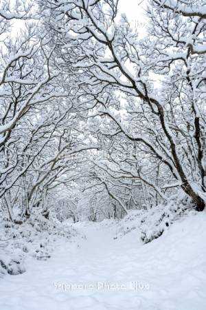 稚咲内海岸砂丘林