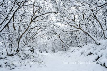 稚咲内海岸砂丘林