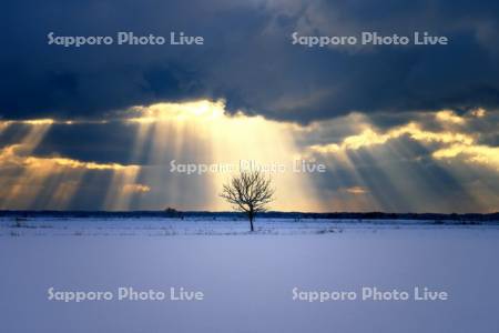 一本の木と光芒