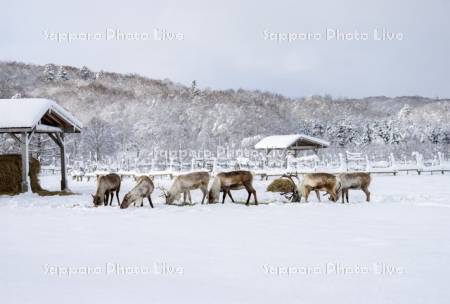 トナカイ観光牧場