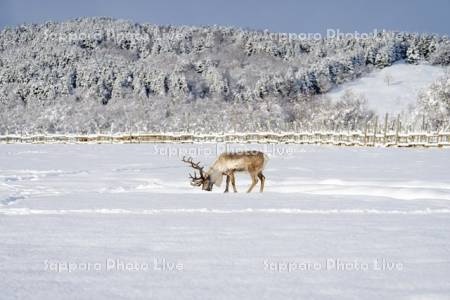 トナカイ観光牧場