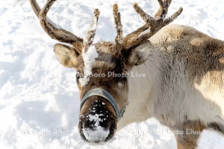 トナカイ観光牧場