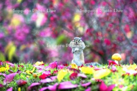 紅葉とシマリス