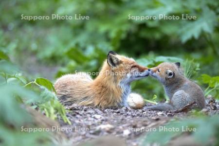 キタキツネの親子