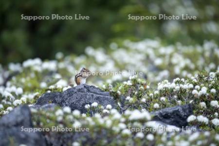 エゾイソツツジとシマリス