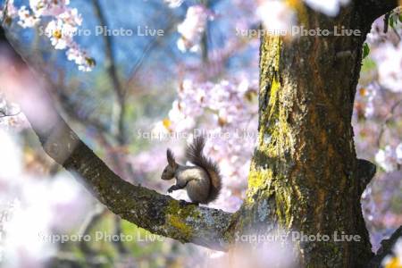 桜とエゾリス