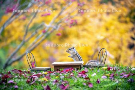 紅葉とシマリス