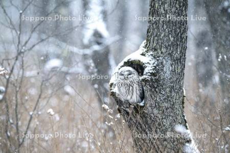 降雪のエゾフクロウ