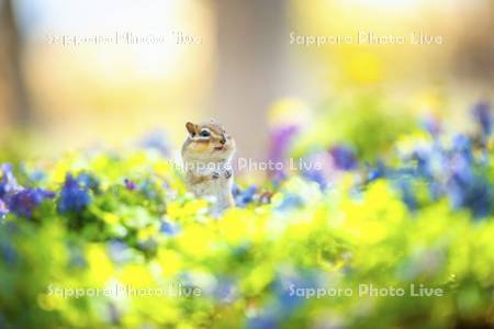 エゾエンゴサクとシマリス