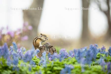 エゾエンゴサクとシマリス