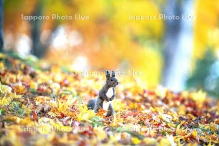 紅葉とエゾリス