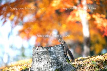 紅葉とエゾリス