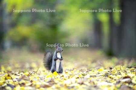 落葉とエゾリス