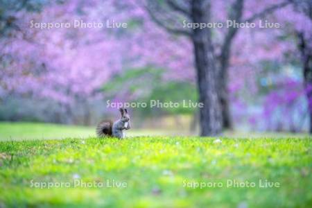 桜とエゾリス