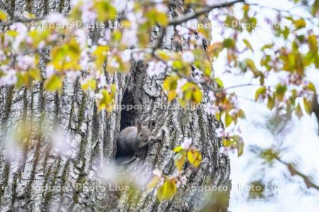 落葉とエゾリス