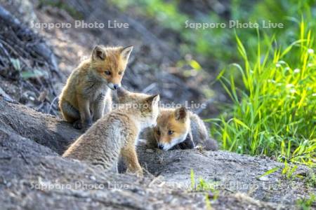 子ぎつねの兄弟
