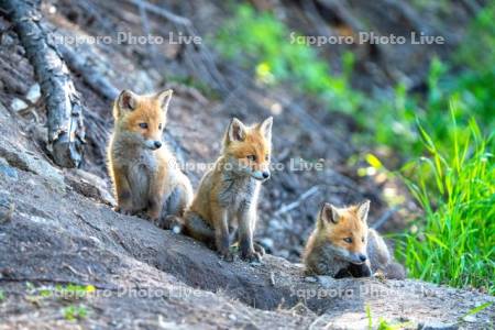 子ぎつねの兄弟
