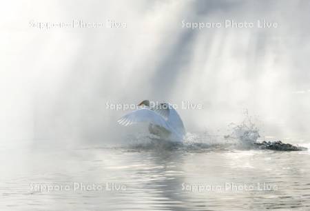 屈斜路湖のハクチョウ