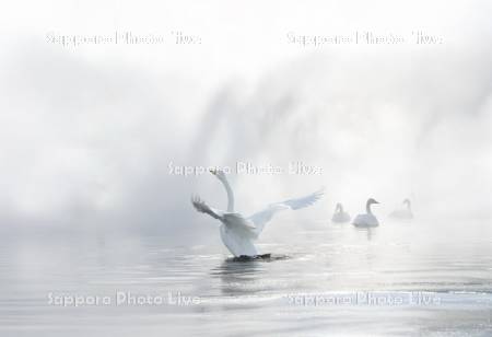 屈斜路湖のハクチョウ