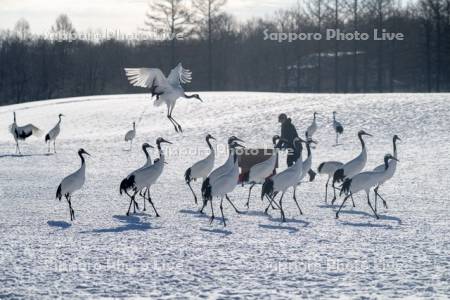 タンチョウの給餌