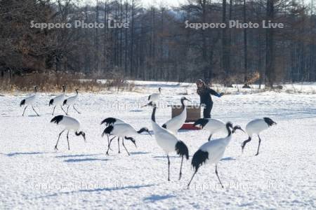 タンチョウの給餌
