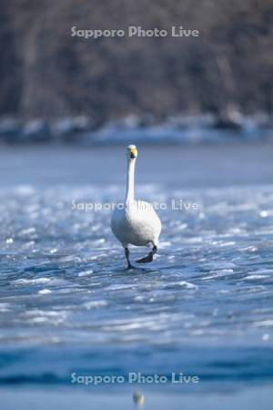 ハクチョウと屈斜路湖
