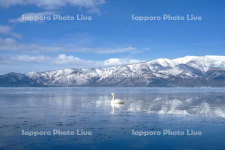 ハクチョウと屈斜路湖