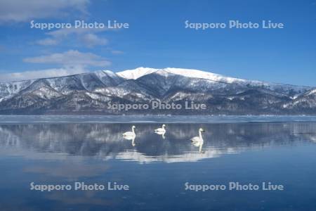 ハクチョウと屈斜路湖
