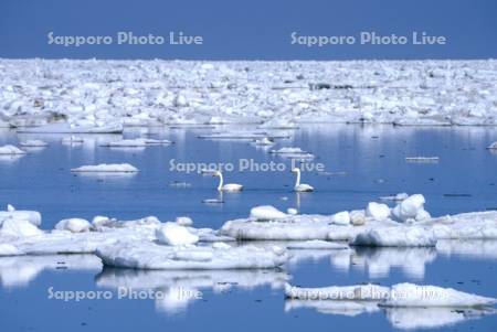 春国岱の流氷とハクチョウ