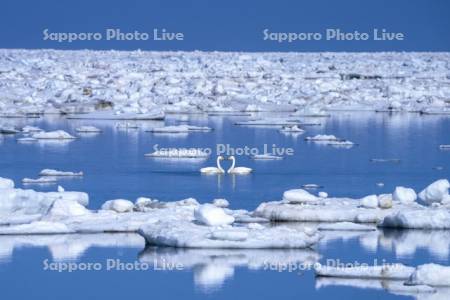 春国岱の流氷とハクチョウ