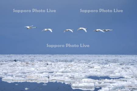 春国岱の流氷とハクチョウ