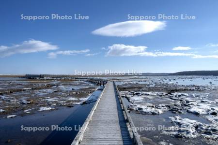 春国岱木道と流氷
