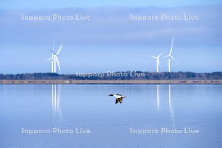 カワアイサとパンケ沼