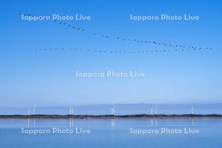 パンケ沼と風力発電とヒシクイ