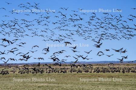 ヒシクイの群れ