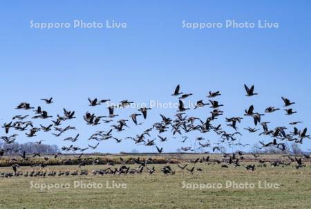 ヒシクイの群れ