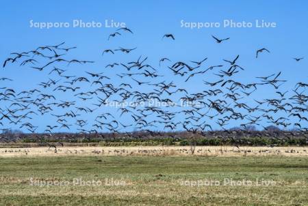 ヒシクイの群れ