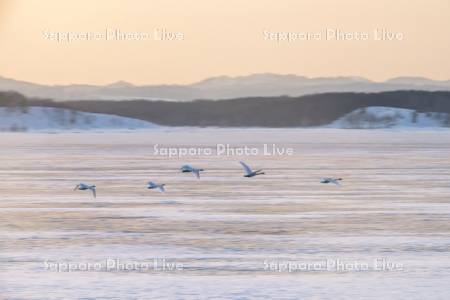 クッチャロ湖のハクチョウ夕景