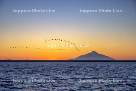 夕景のパンケ沼と利尻島　ハクチョウ