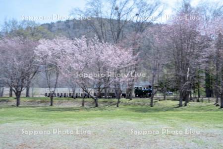 丸瀬布森林公園いこいの森　雨宮21号