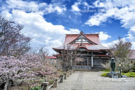 清隆寺のチシマザクラ