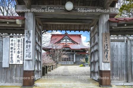 清隆寺のチシマザクラ