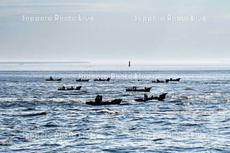 コンブ漁船と貝殻島灯台