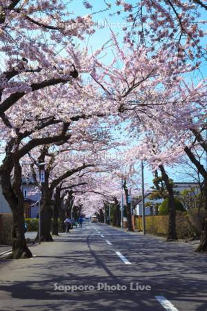 桜が丘通り