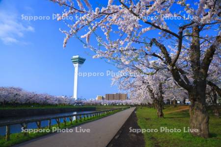 五稜郭公園