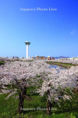 五稜郭公園