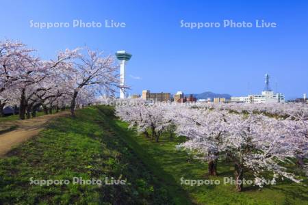 五稜郭公園