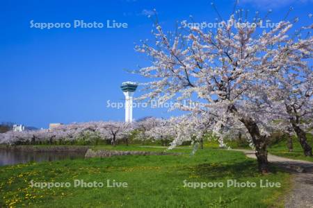 五稜郭公園