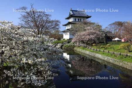 桜の花咲く松前城