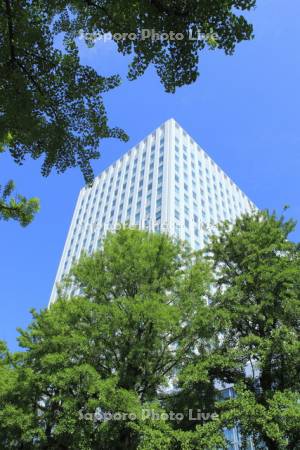 イチョウ並木と高層ビル